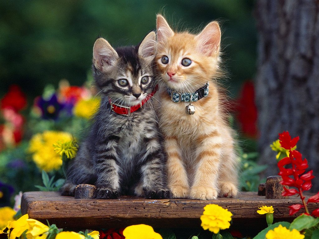 Two Cute